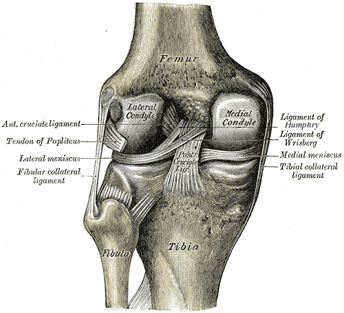 Posterior Left Knee in extension.